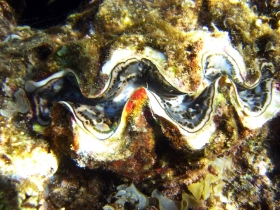 Giant Clam